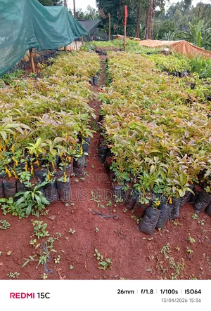 Seedlings Eg.Apples, Tree Tomatoes
