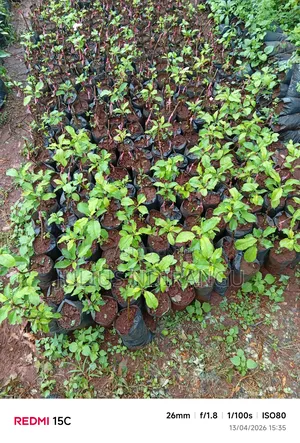 Seedlings Eg.Apples, Tree Tomatoes