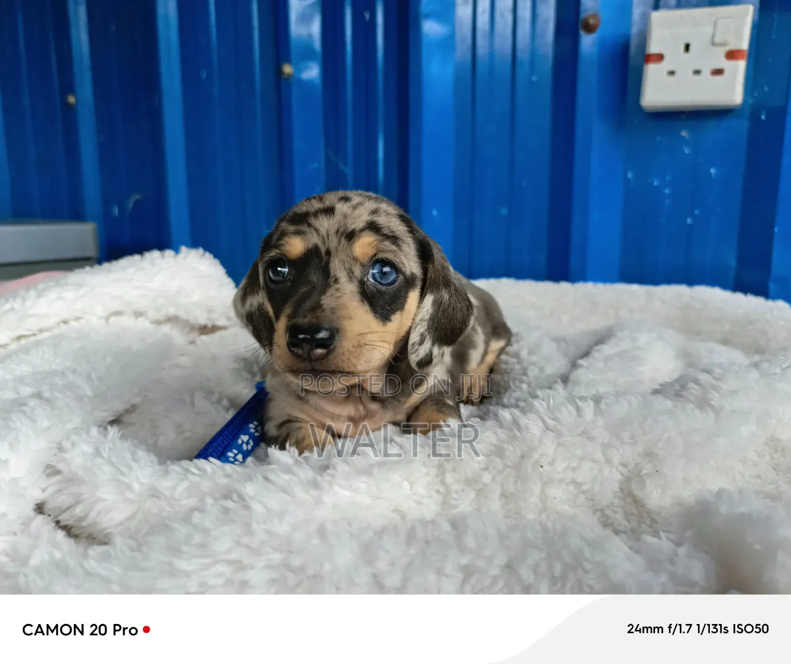 1-3 months Male Purebred Dachshund