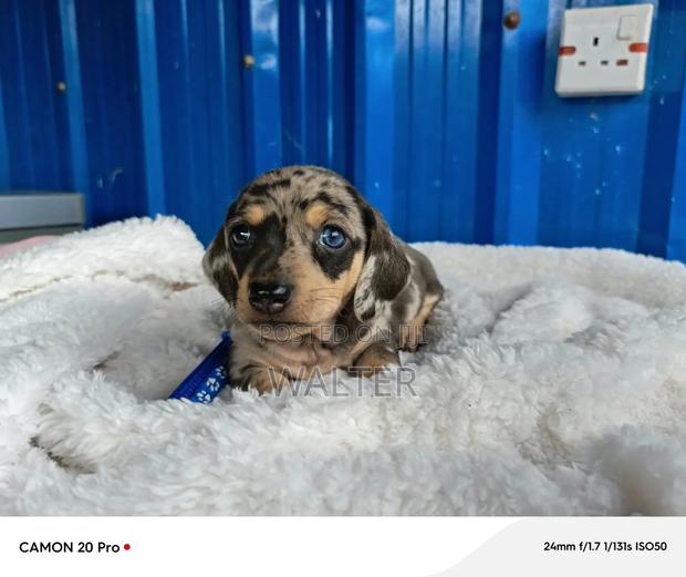 1-3 months Male Purebred Dachshund - thumbnail 2