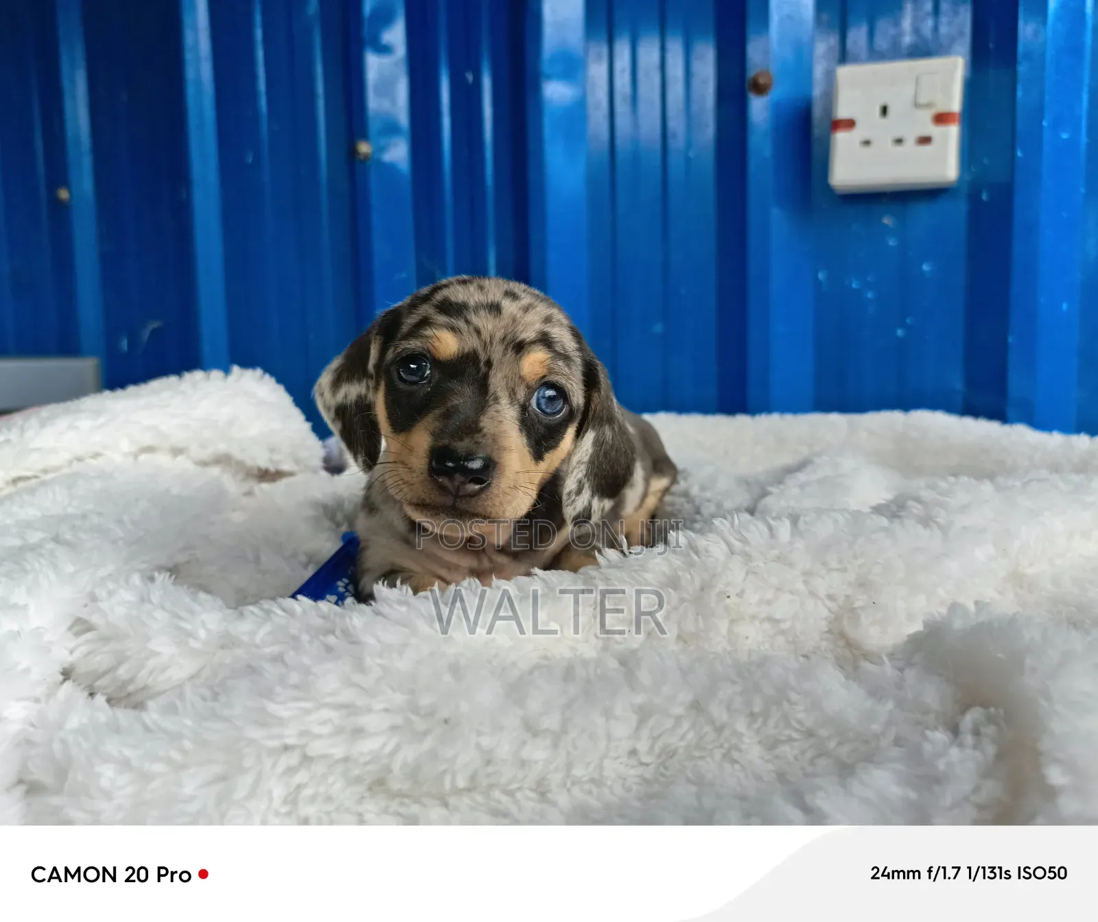 1-3 months Male Purebred Dachshund