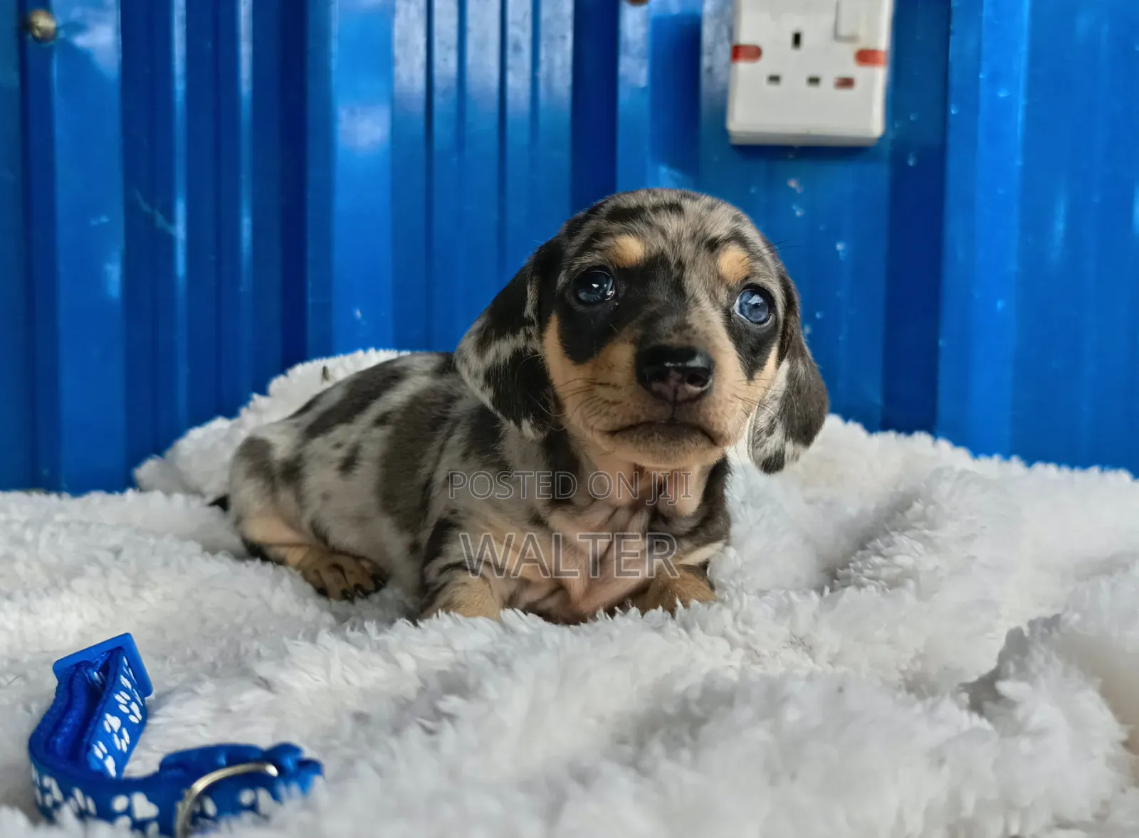 1-3 months Male Purebred Dachshund