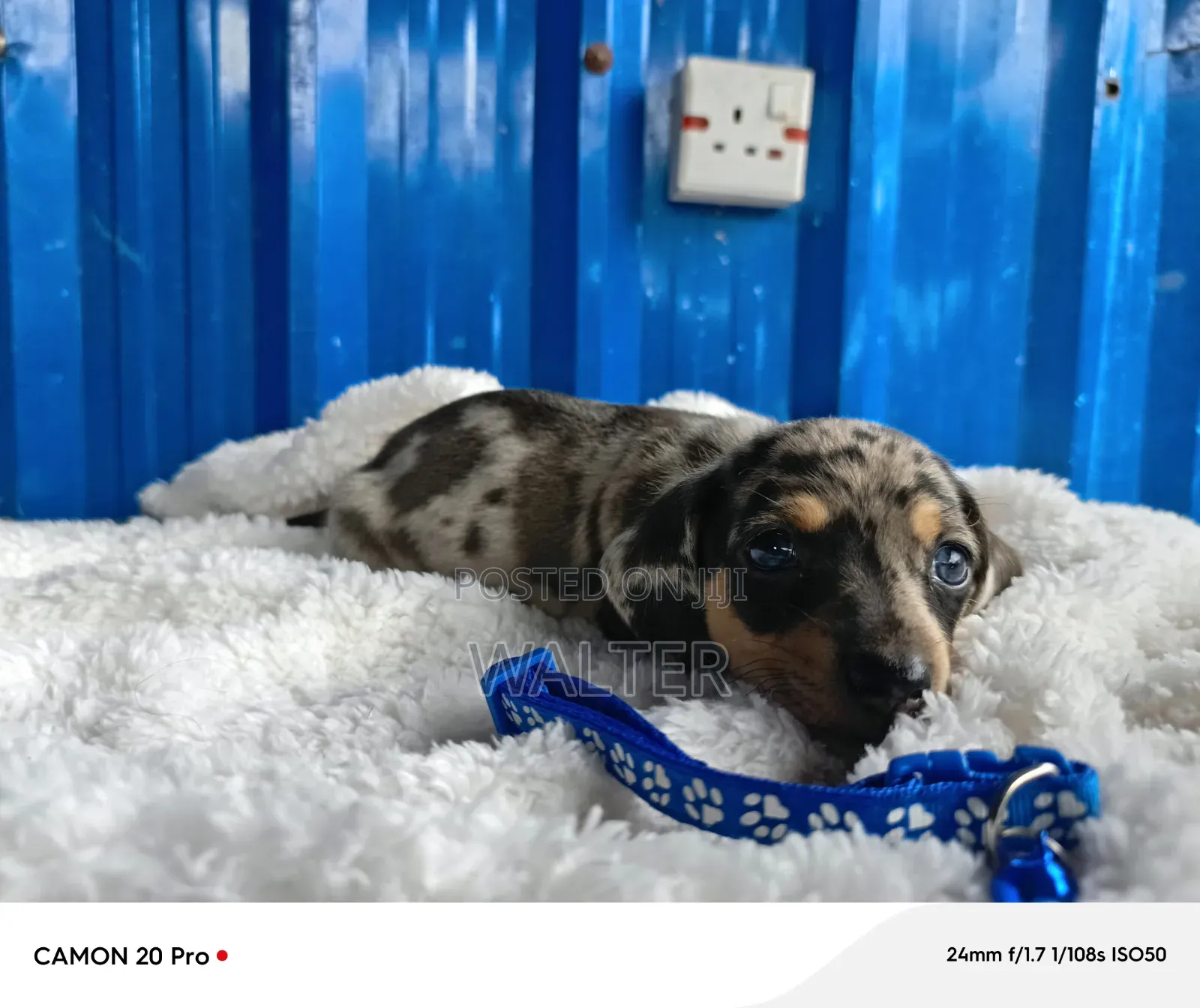1-3 months Male Purebred Dachshund