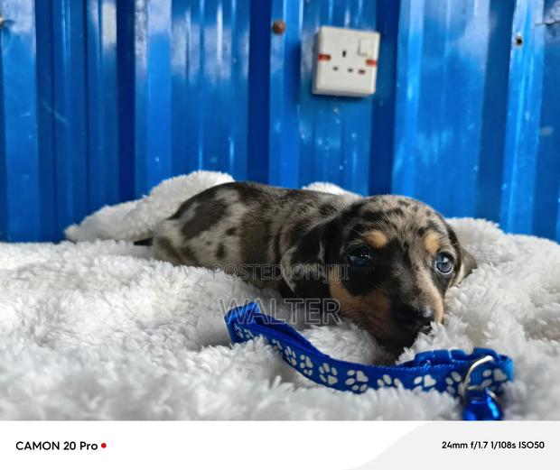 1-3 months Male Purebred Dachshund - thumbnail 5