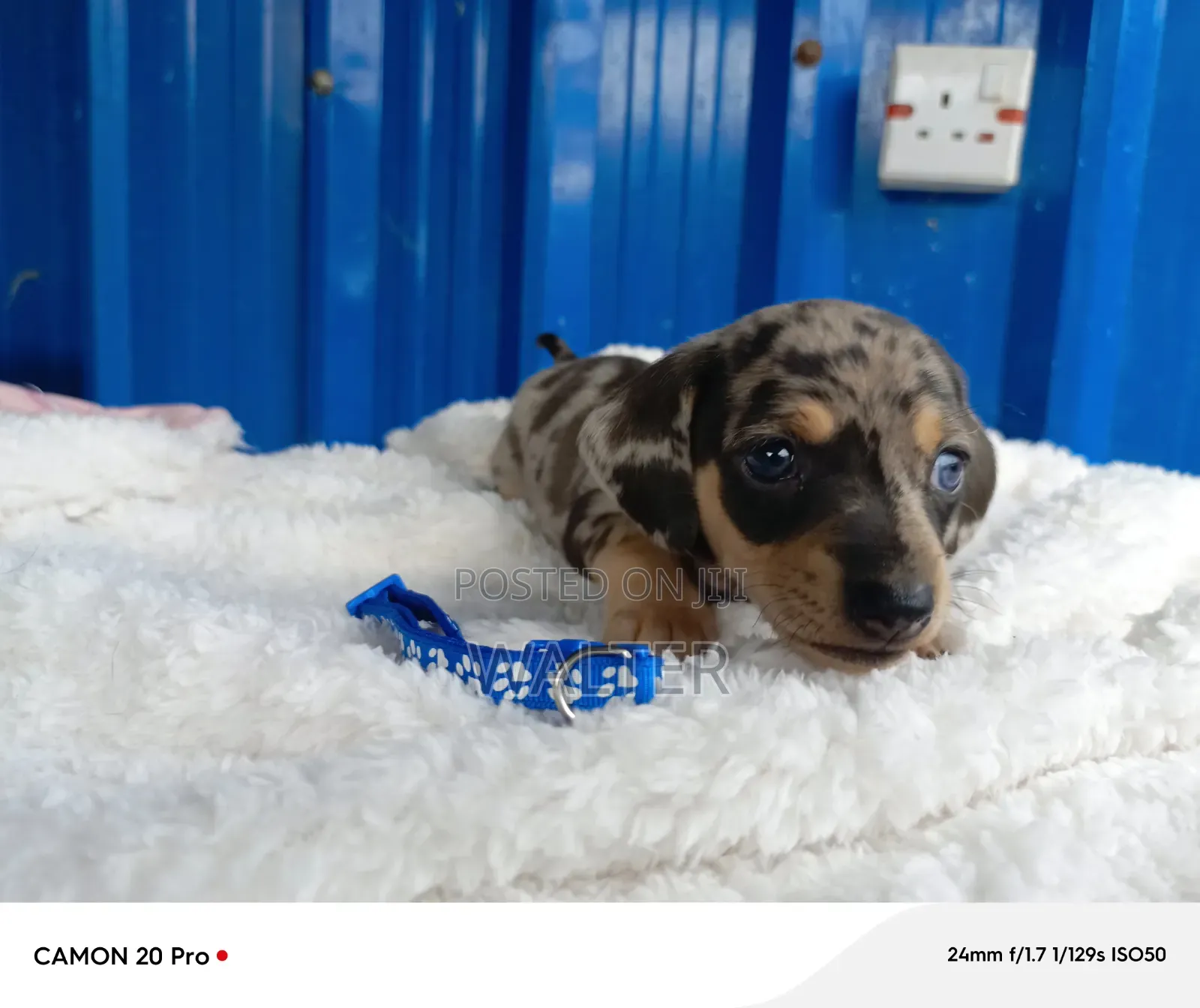 1-3 months Male Purebred Dachshund