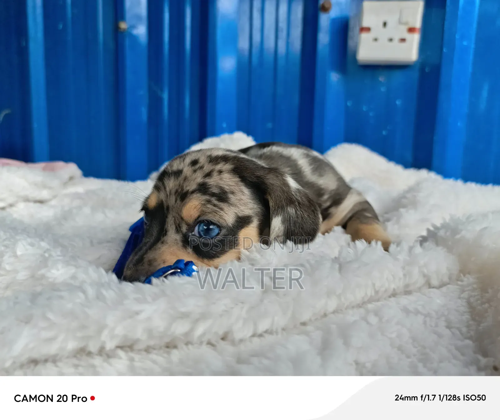 1-3 months Male Purebred Dachshund
