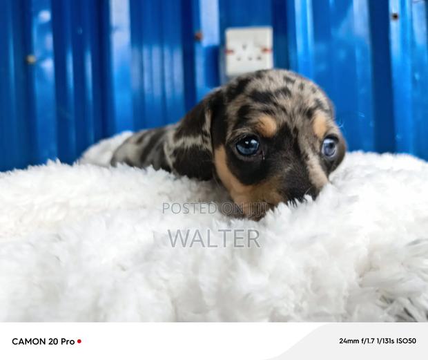 1-3 months Male Purebred Dachshund - thumbnail 8