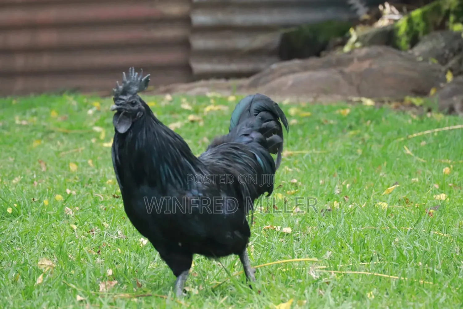 Ayam Cemani