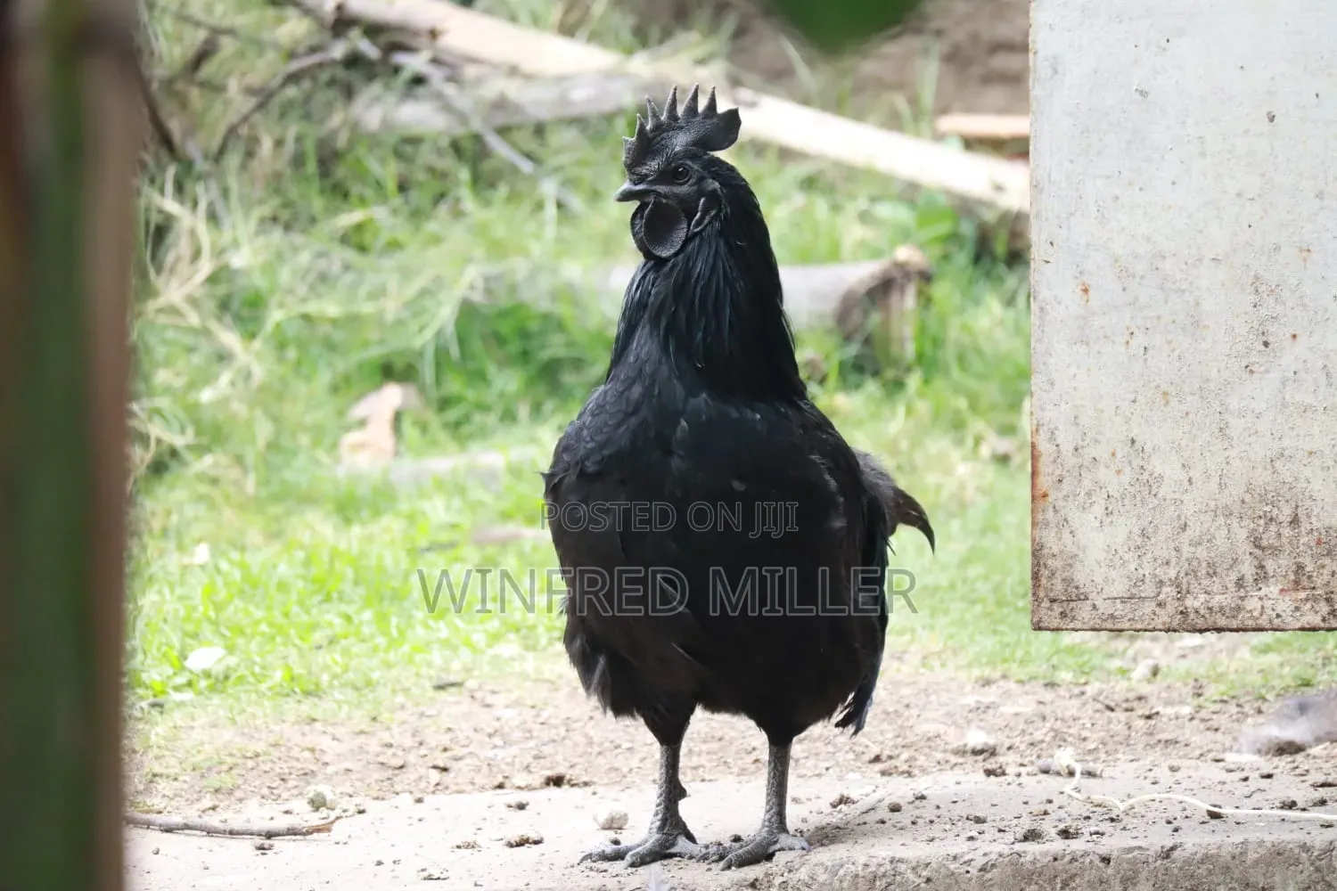 Ayam Cemani