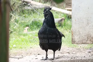 Ayam Cemani