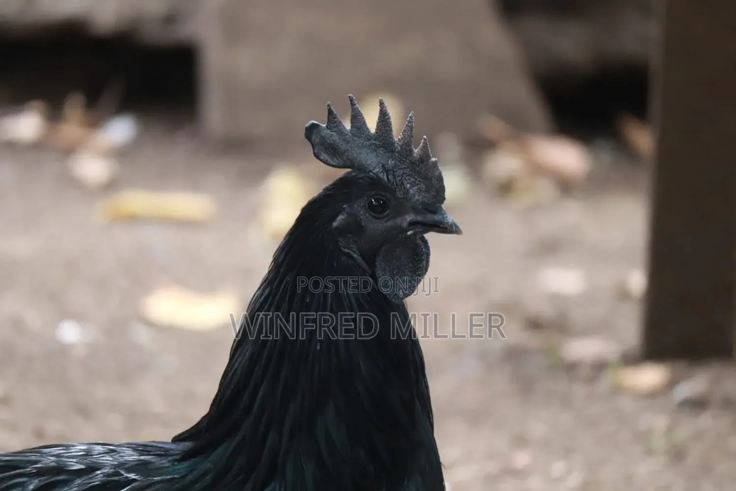 Ayam Cemani