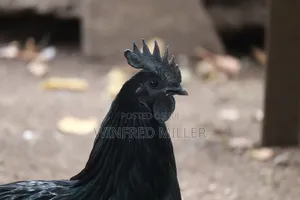 Ayam Cemani