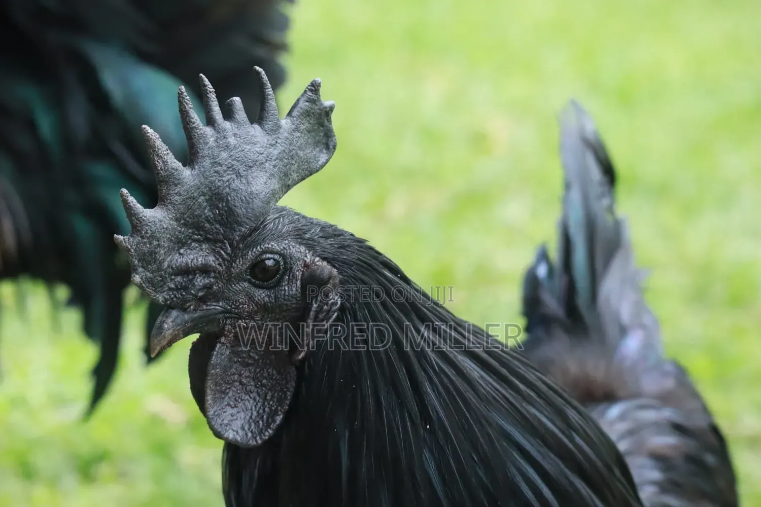 Ayam Cemani