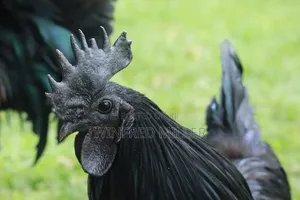 Ayam Cemani