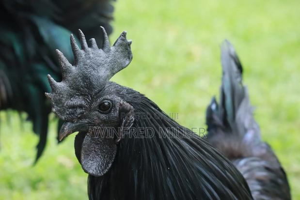 Ayam Cemani - thumbnail 4