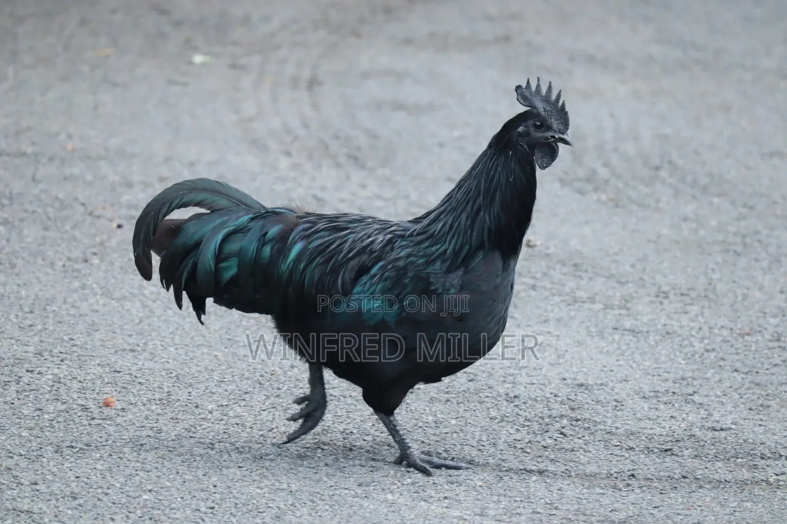 Ayam Cemani