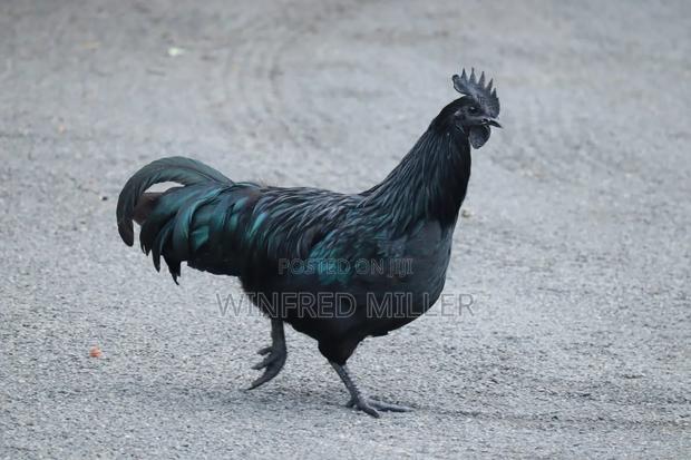 Ayam Cemani - thumbnail 5