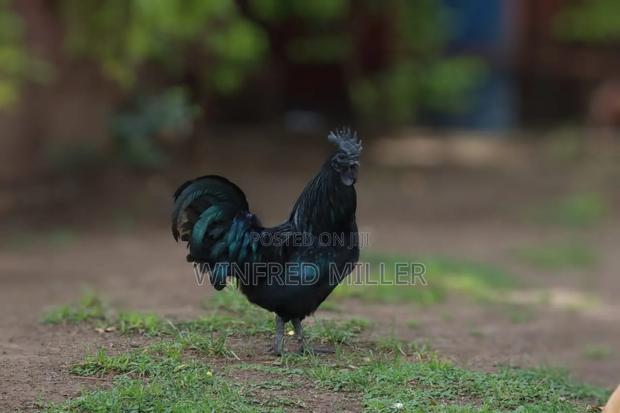 Ayam Cemani - thumbnail 6