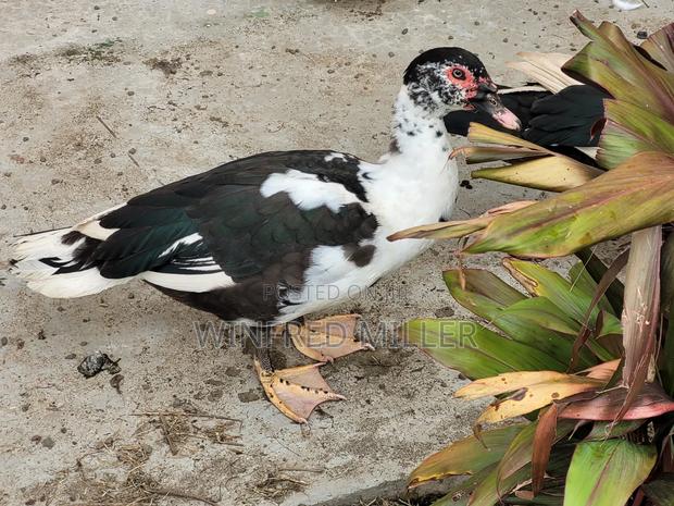 Muskovy Ducks