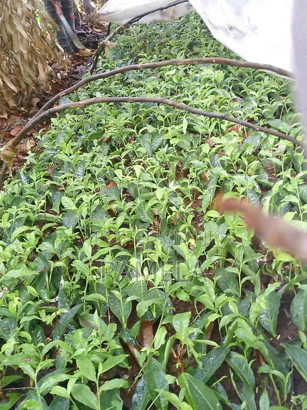 Hass Grafted Avocados, Cabbage Seedlings Available - thumbnail 2