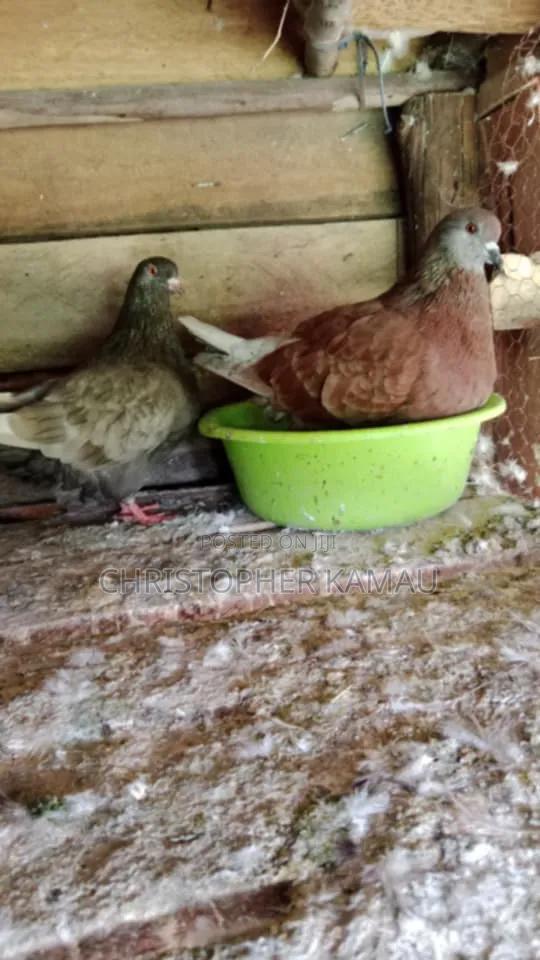 French Pair