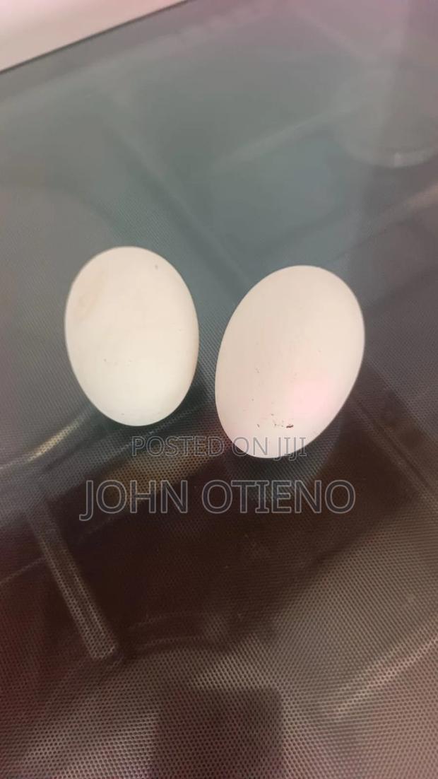 Chineese Goose Eggs