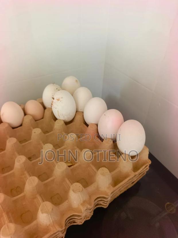 Chineese Goose Eggs - thumbnail 4