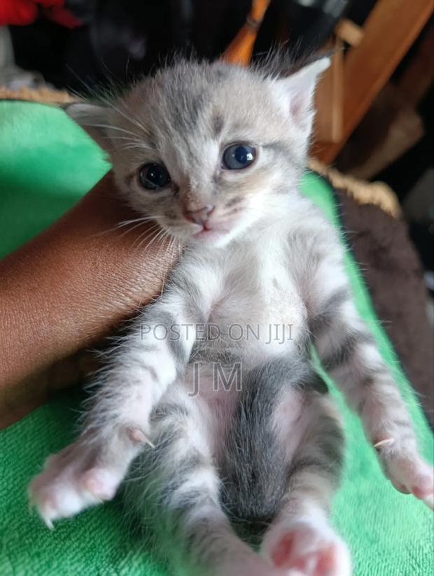 1-3 months Female Mixed Breed Tabby