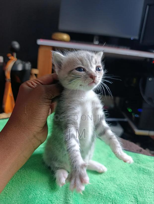 1-3 months Female Mixed Breed Tabby - thumbnail 3
