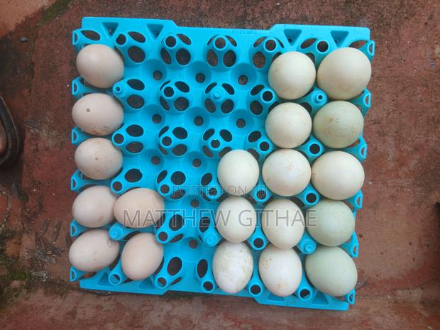 Fertilized Duck Eggs for Incubation
