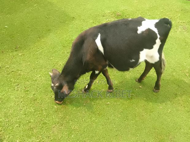 Healthy Male Cow Gor Sale