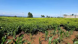 2.25 Acre Farm Near Gitiha Shopping Center (Githunguri)