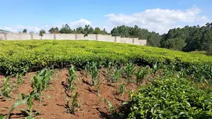 2.25 Acre Farm Near Gitiha Shopping Center (Githunguri)