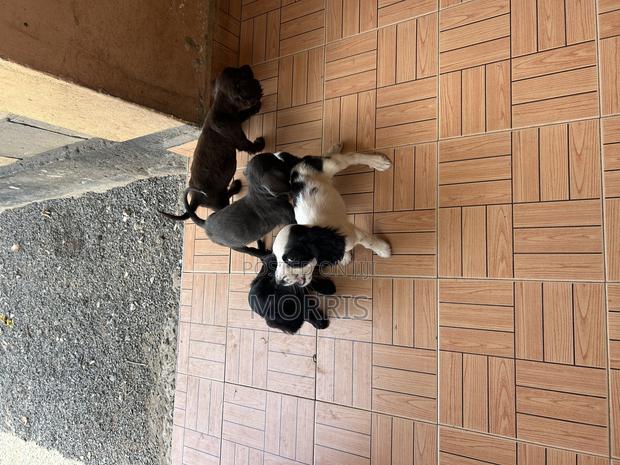 0-1 month Female Purebred Cocker Spaniel