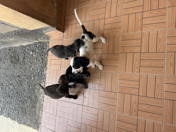0-1 month Female Purebred Cocker Spaniel - thumbnail 3