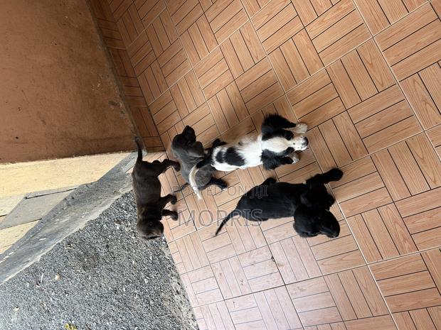0-1 month Female Purebred Cocker Spaniel - thumbnail 4