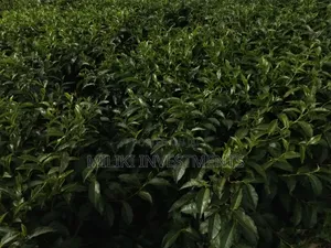 3 Acres on Sale at Kangari-Gituru