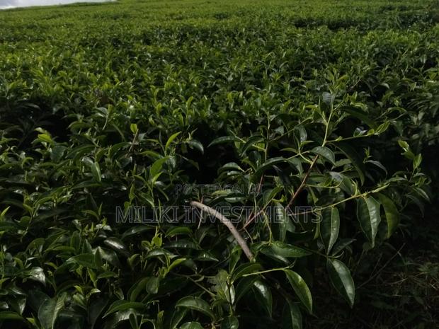 3 Acres on Sale at Kangari-Gituru - thumbnail 4