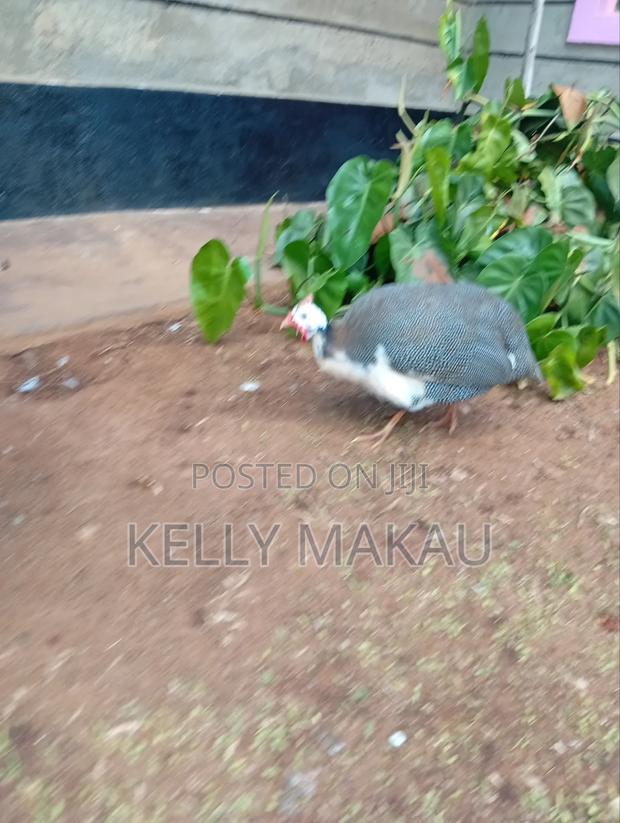 Male White Chested Kanga