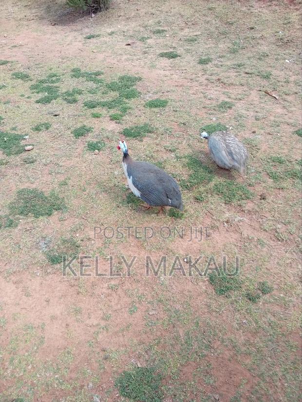 Male White Chested Kanga - thumbnail 2
