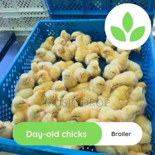 Broilers Chicks
