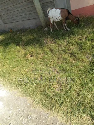 Healthy Mature Male Goat