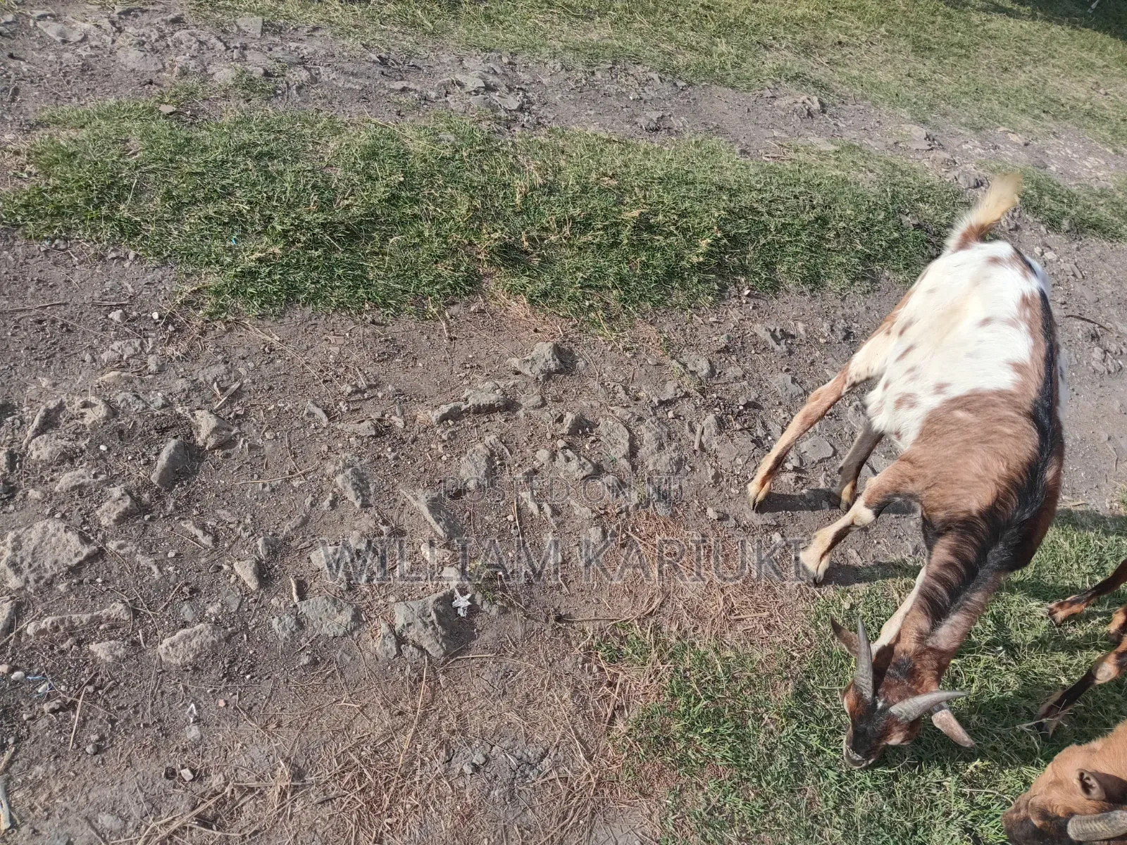 Healthy Mature Male Goat