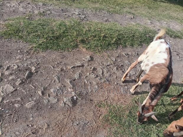 Healthy Mature Male Goat - thumbnail 3