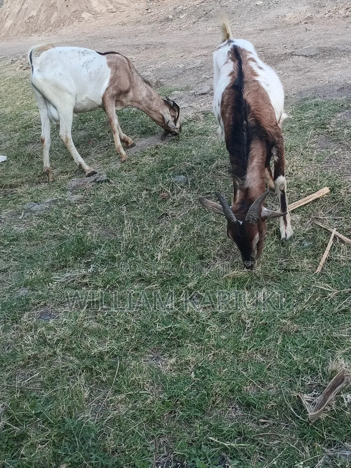 Healthy Mature Male Goat