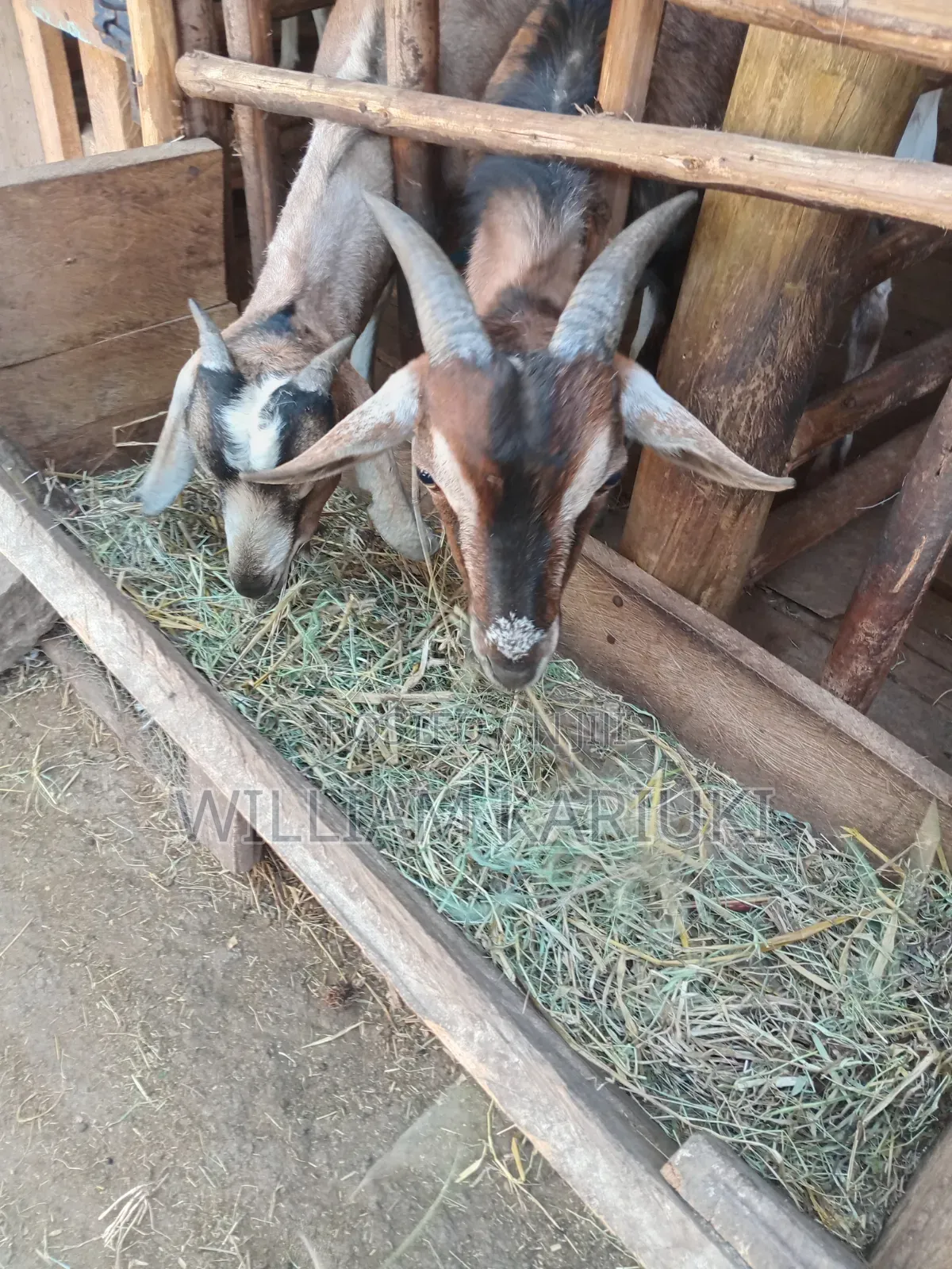 Healthy Mature Male Goat