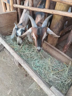 Healthy Mature Male Goat