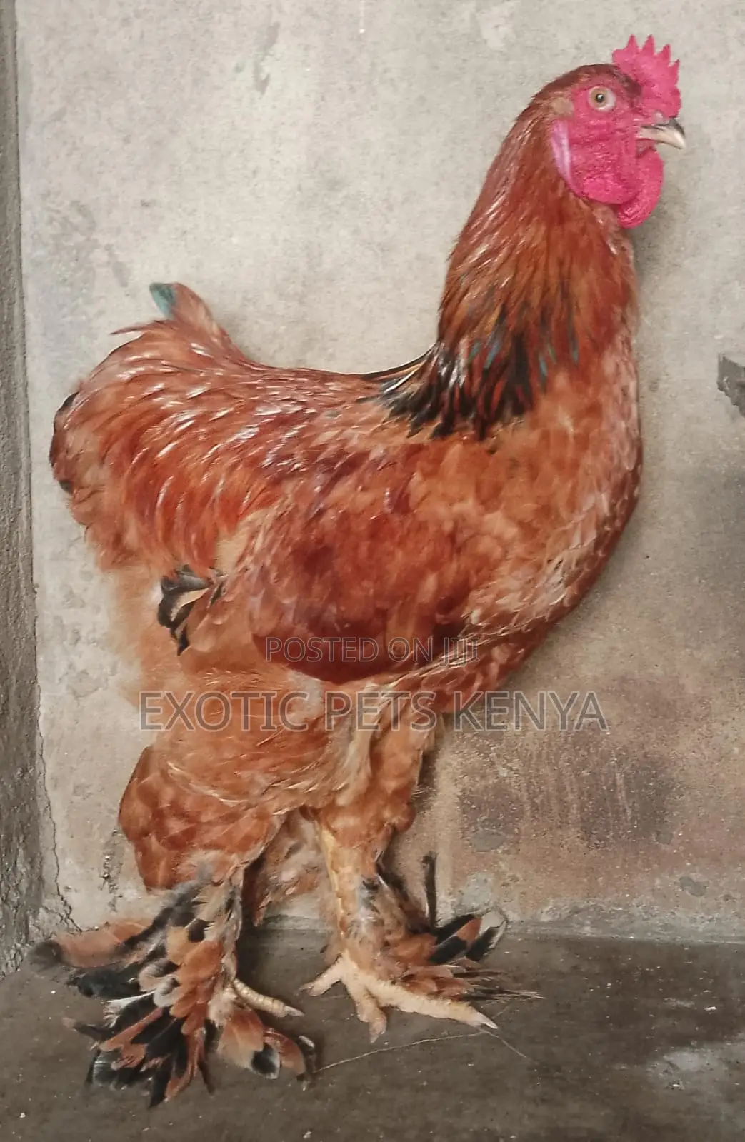 Brahma Chicken