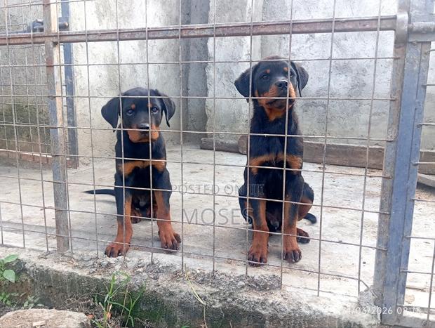 3-6 months Male Purebred Rottweiler