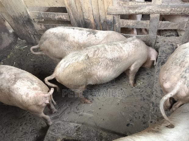 Large White Breed Pigs